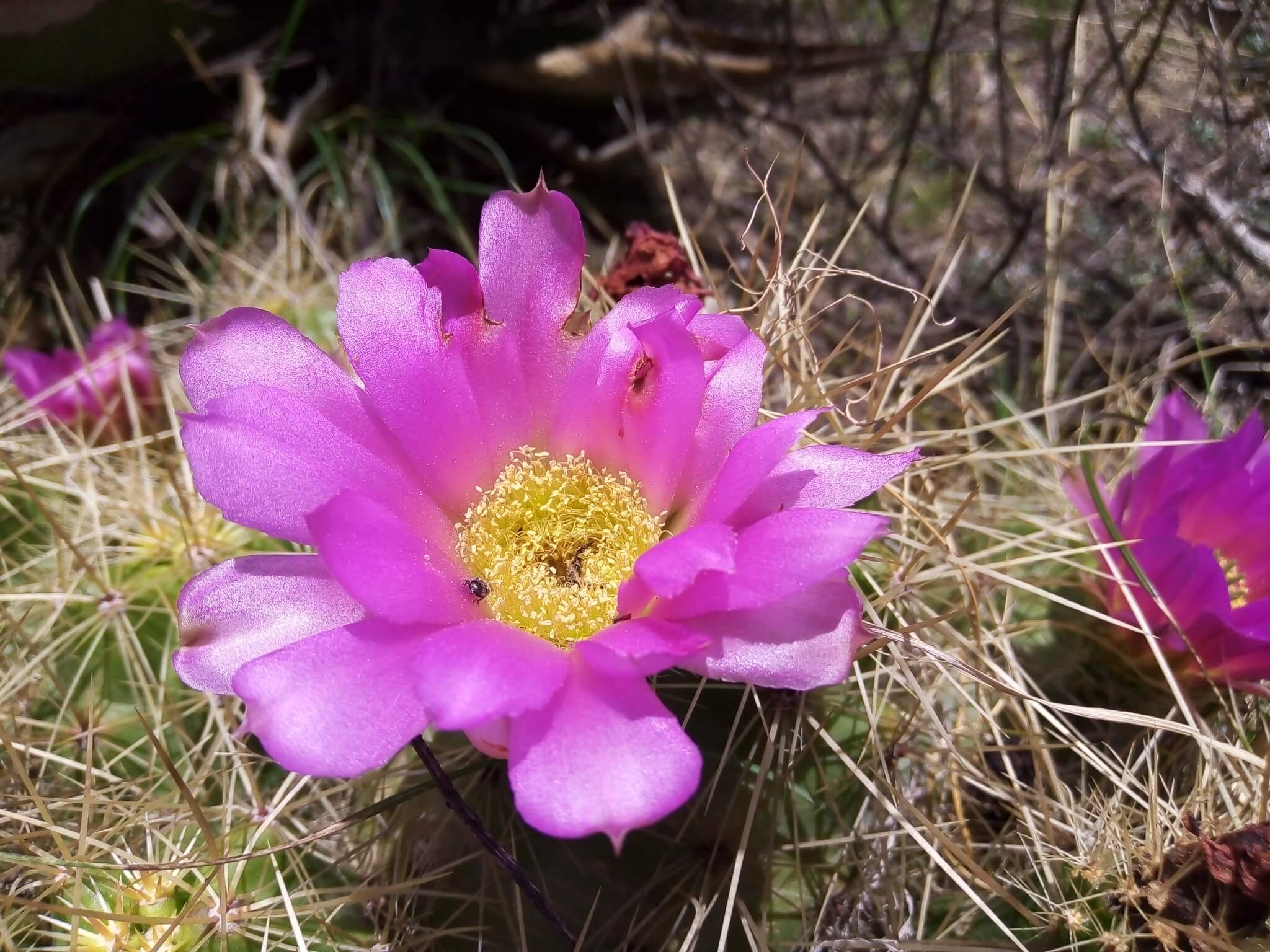 Echinocereus cinerascens